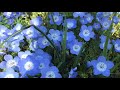 Nemophila Menziesii |最高の状態でベイビーブルーアイズワイルドフラワー