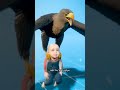هل يستطيع النسر حمل طفل الحقيقة المدهشة 