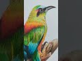 Dibujo rápido de un Pájaro Toh #dibujo #dibujorapido #pajarotoh