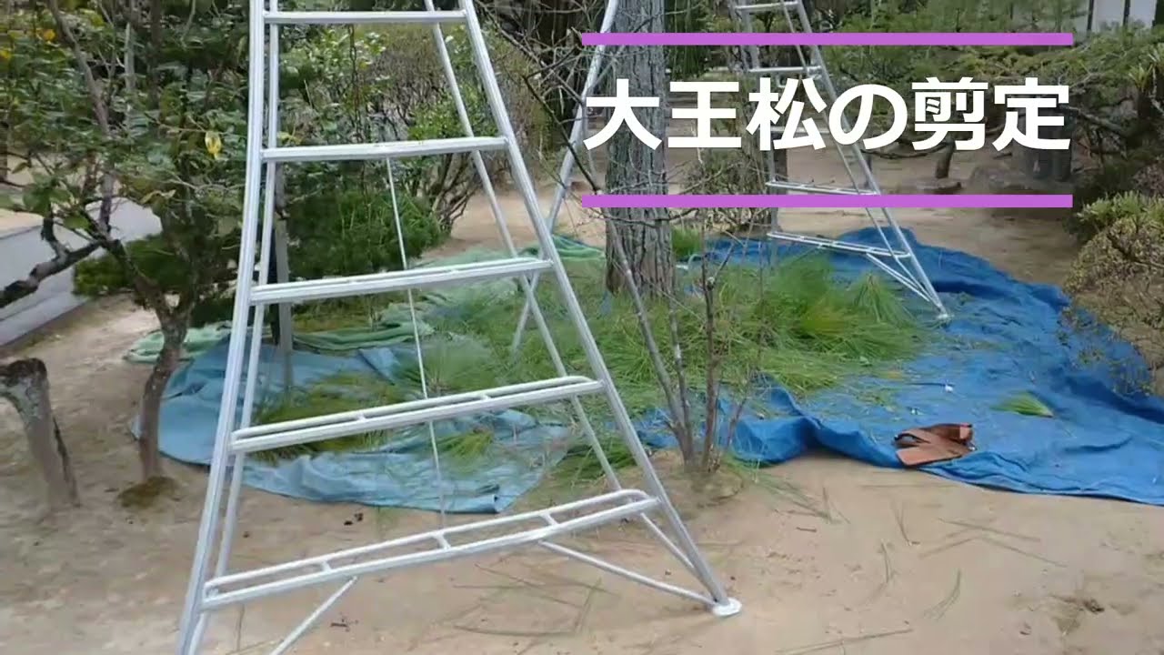 樹齢100年以上の大王松の剪定 ＃大王松 ＃不老長寿 ＃世界一長い葉を