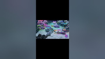 Fish detection using opencv yolo11