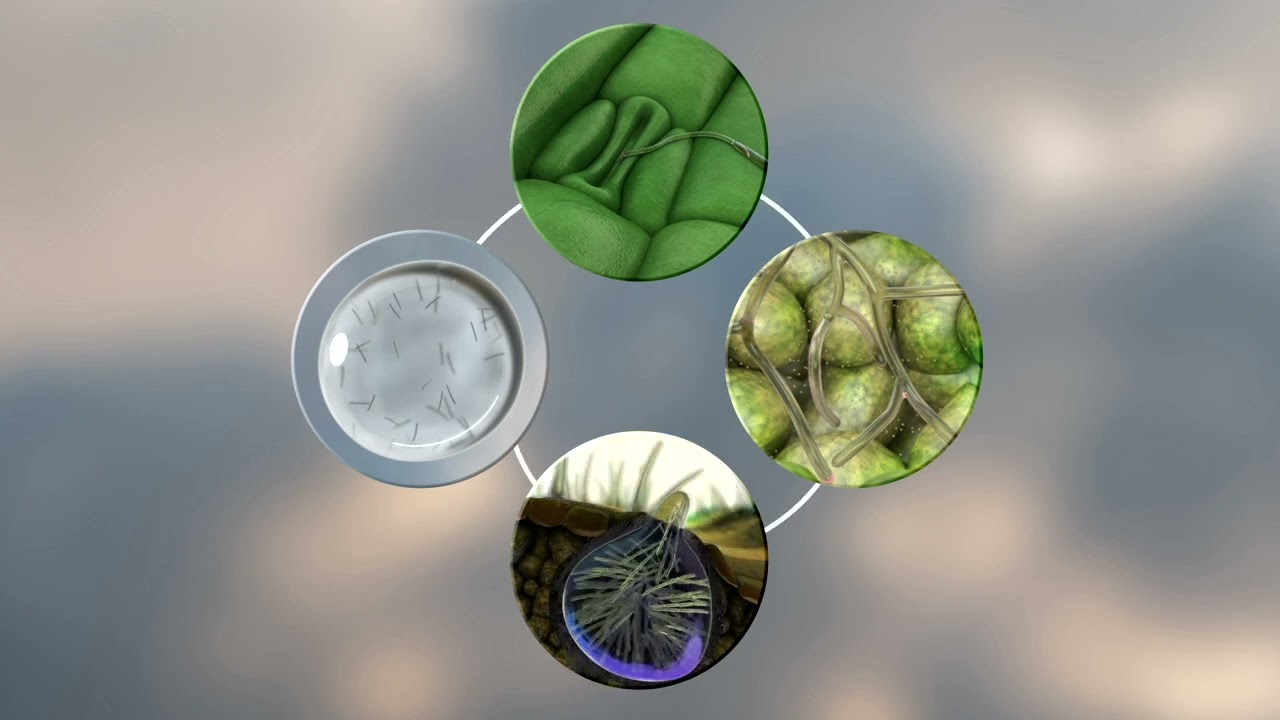 Inatreq™ active chroni zboża