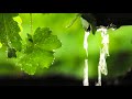 Relaxing music and rain sound: 3 hours, dream, sleep, relaxing, meditation, nature