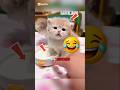 This Kitten Was Always LEFT Behind🐱🥺#cute #cats #cat #funny #shorts