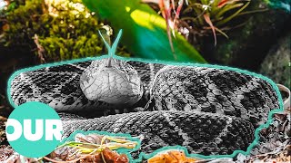 The Gran Sabana: Home To The Most Venomous Reptiles | Our World