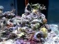 Two week old 55 gallon reef tank, w gulf live rock