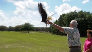 Bald eagle soars again, thanks to teamwork