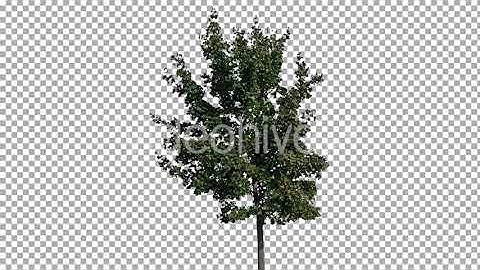 Real Tree Isolated on the Wind 30 | Stock Footage - Envato elements