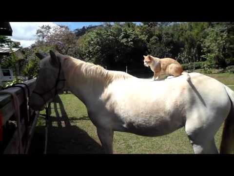 cat-rides-horse