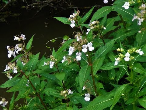 Video: Bee Balm Control - Lær hvordan du administrerer Bee Balm Plants