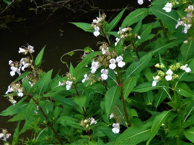 Identifying young Himalayan Balsam, Impatiens glandulifera - YouTube