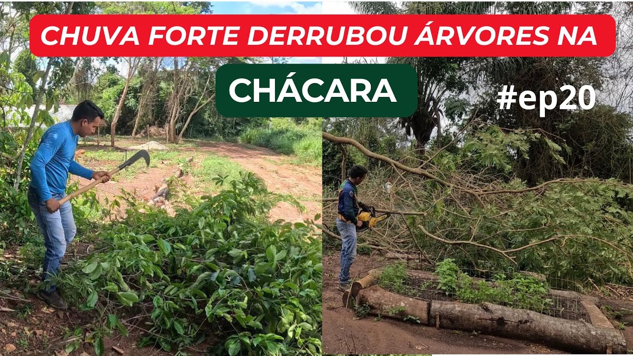 CHUVA FORTE DERRUBOU ÁRVORES NA CHÁCARA, TEMOS QUE TOMAR CUIDADO AGORA. #ep20 