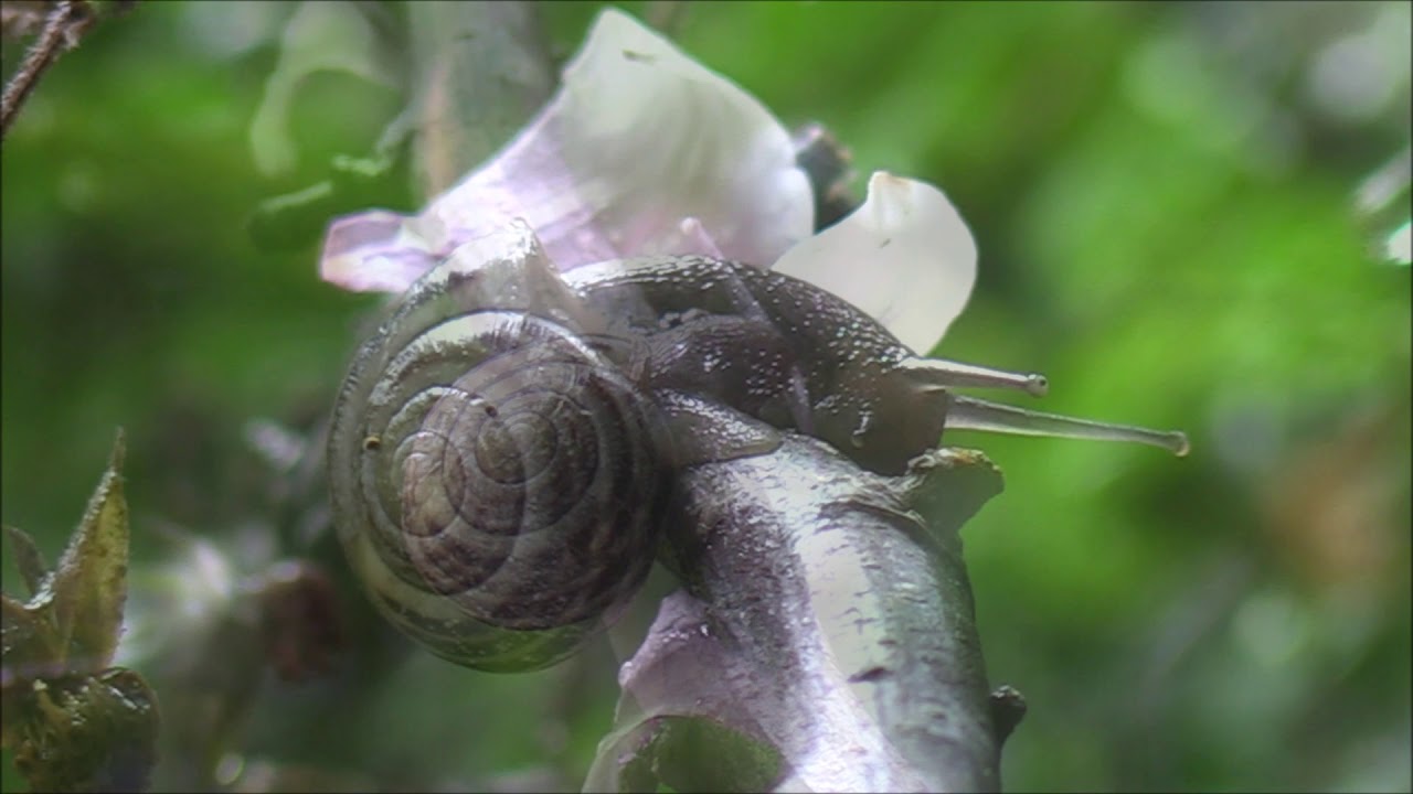 White-lipped Banded Snail (Cepaea hortensis)