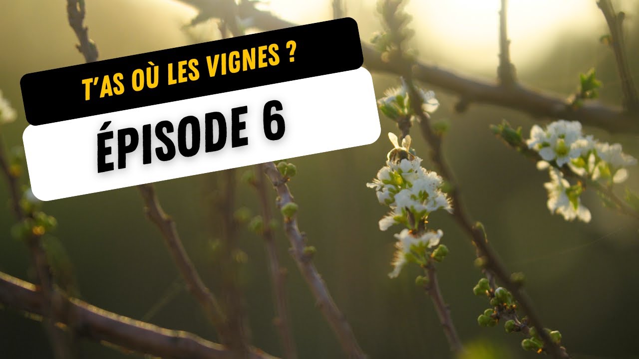 T’AS OÙ LES VIGNES ? - ÉPISODE 6 (la biodynamie)