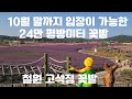 10월 말까지 입장이 가능한 24만 평방미터 꽃밭  / 철원 고석정 꽃밭 / 국내여행 VLOG