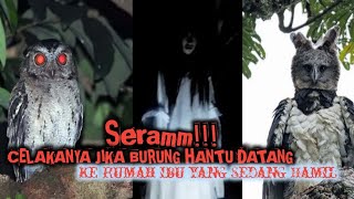Sosok Kuntilanak Si Burung Hantu | 6 Mitos Masyarakat Jika Di Datangi Burung Hantu
