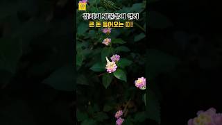 갑자기 재물운이 열려! 큰 돈 들어오는 띠  #띠별운세 #풍수 #사주 #재물복
