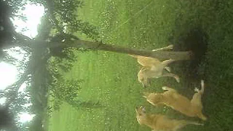 MOV03387