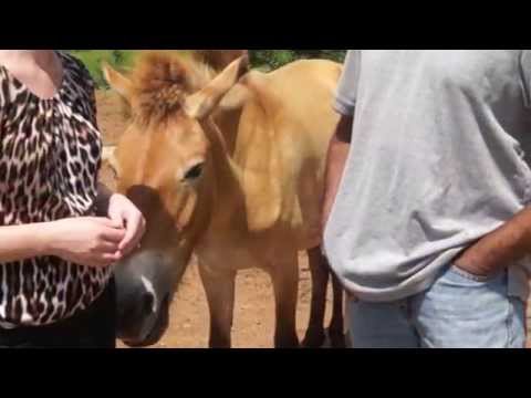Video: Pet Scoop: Divoký kôň narodený z umelej inseminácie, psy Show Feelings na tvárach