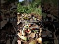 Compost Orgánico #organic #compost