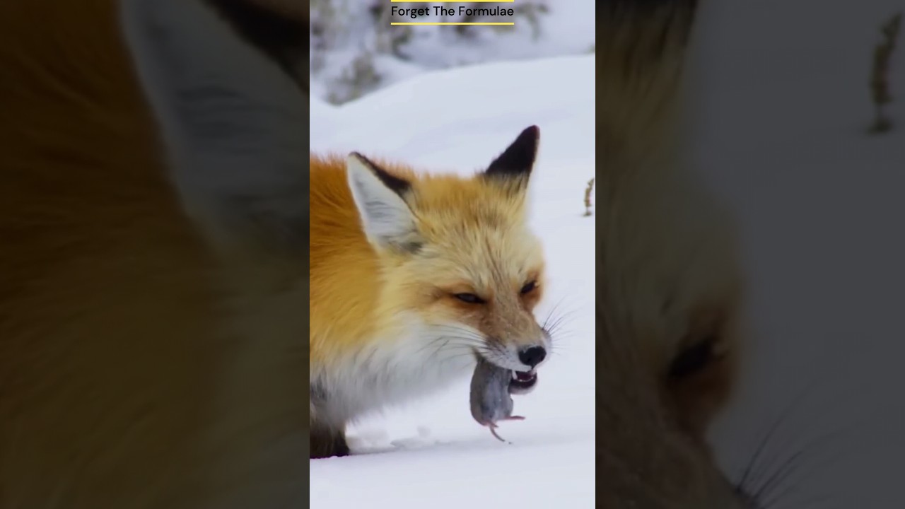 Fox hunting under snow 