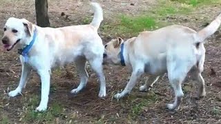 Doll new song MP3 full sex