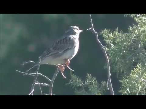 طائر الولوال له صوت جميل متوسط الحجم يقتات على الحشرات والدود