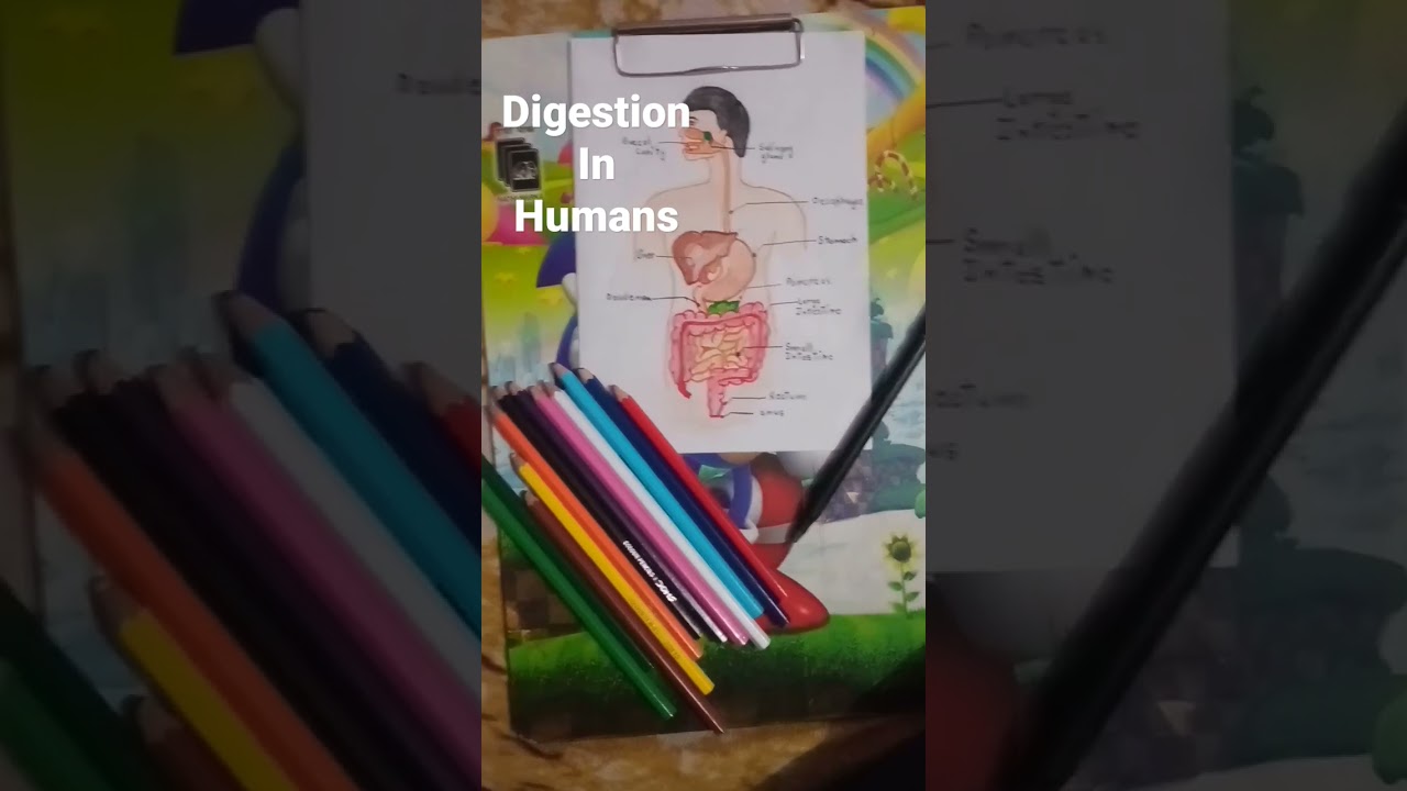digestion in humans/drawings