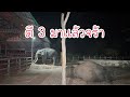Live‼️ตี 3 มาเเล้วจ้า #Elephant