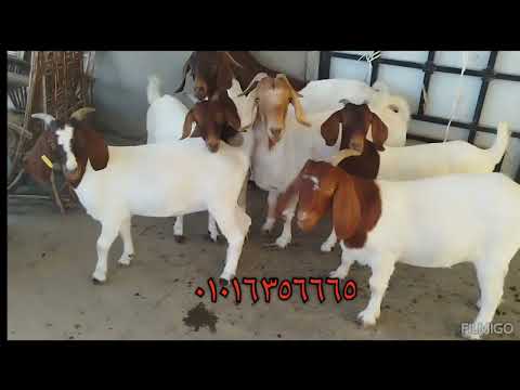 متاح للبيع نتي ماعز بور عشاير علي الصونار من دكر استيراد جنوب افريقيا ٠١٠١٦٣٥٦٦٦٥ مزرعه كنج بور 