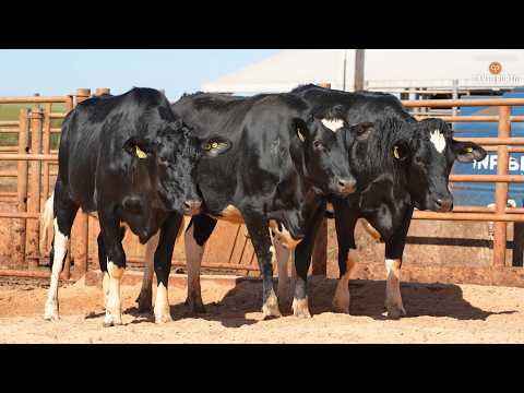 LOTE 37 • 4º LEILÃO NOVILHAS CANTO PORTO • 11854   11736   12028