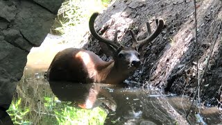 A Deer Encounter on the Yellow River