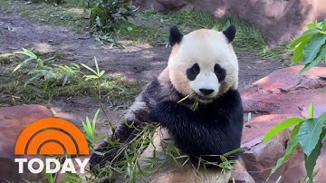 Unbearably adorable: Pandas finally make debut at San Diego Zoo