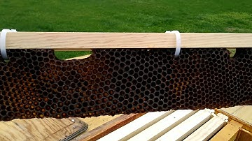 Tips and tricks for Swarm Trap set-up | Foundationless frames