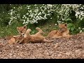 Lion Cub Cam | Live From Our Lion Enclosure