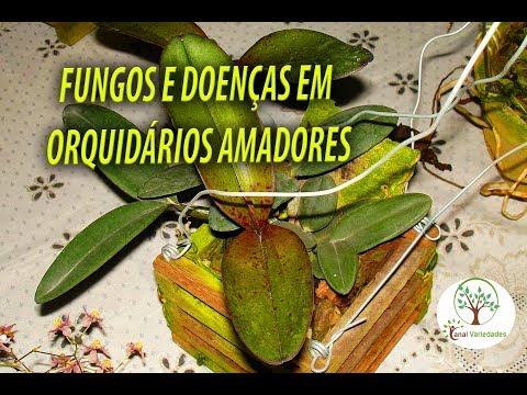 Vídeo: Controle da podridão negra do nabo: Tratando um nabo com a doença da podridão negra