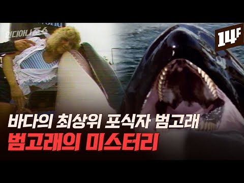 바다의 최상위 포식자 범고래 유일하게 사람은 먹지 않는다 범고래의 미스터리 14F 