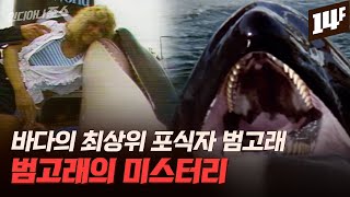 바다의 최상위 포식자 범고래, 유일하게 사람은 먹지 않는다? 범고래의 미스터리 / 14F