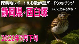 富士南麓・西臼塚の探鳥地レポートです　素敵な声がたくさん聴けました！　2022年7月下旬