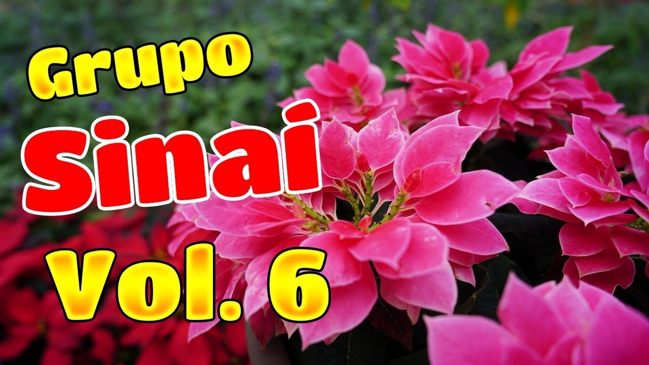 Viaje a través de la naturaleza con Grupo Sinai VOL 6 de fondo