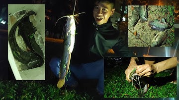 Đi Cắm Câu Ở Công Viên Thành Phố Dính Cá Trê Khủng, Nam Garden Vlog