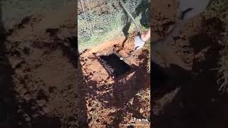 D Box for a septic won't accept water need repairs #plumbinglife #leachfield