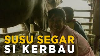 Susu kerbau ternyata segar dan banyak manfaat | JELAJAH