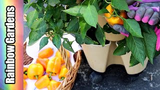 Fifth GreenStalk Pepper Harvest for 2024 Plus Citrus Trees in Containers!