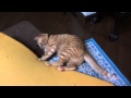 使い古したマットに興奮する猫たち＊ Cats love old mat