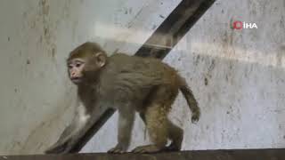 Kaçak Üç Yavru Makak Maymunu Artık Güvende