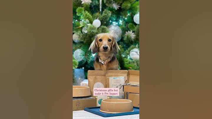 Looking for last-minute gifts for your furry friends? 🎁 #dogs #petimpact #shorts