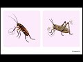 Structure, Modifications and Functions of Antennae
