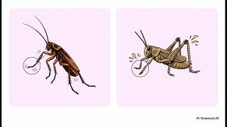 Structure, Modifications and Functions of Antennae