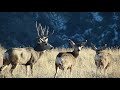Oak Creek Utah Wildlife